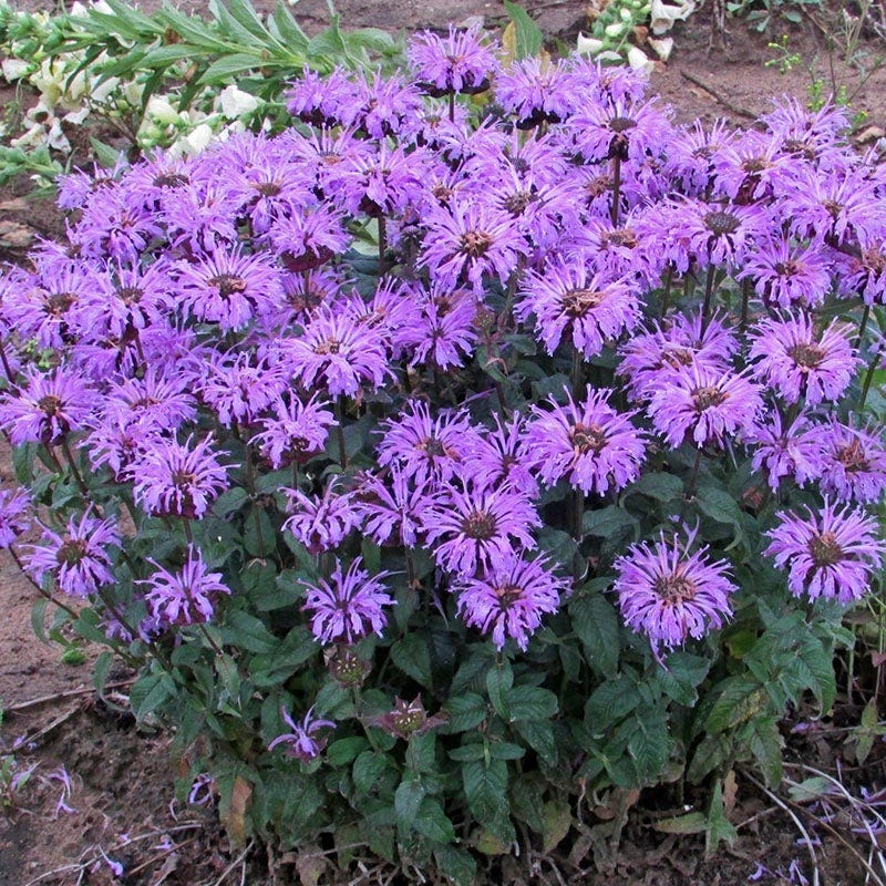 Fragrant Cottage Garden Plant Collection - Image 10