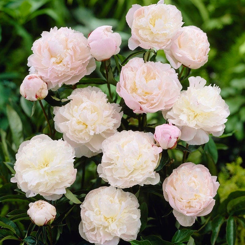 Fragrant Cottage Garden Plant Collection - Image 4