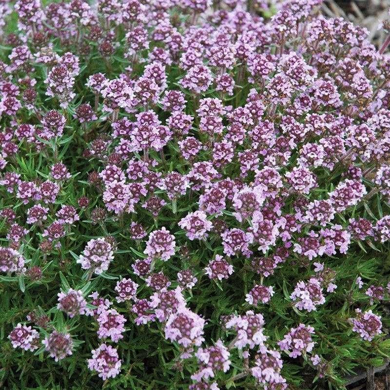Fragrant Cottage Garden Plant Collection - Image 5