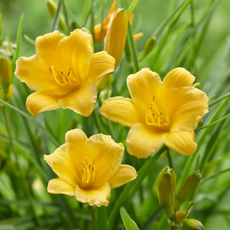 Fragrant Cottage Garden Plant Collection - Image 6