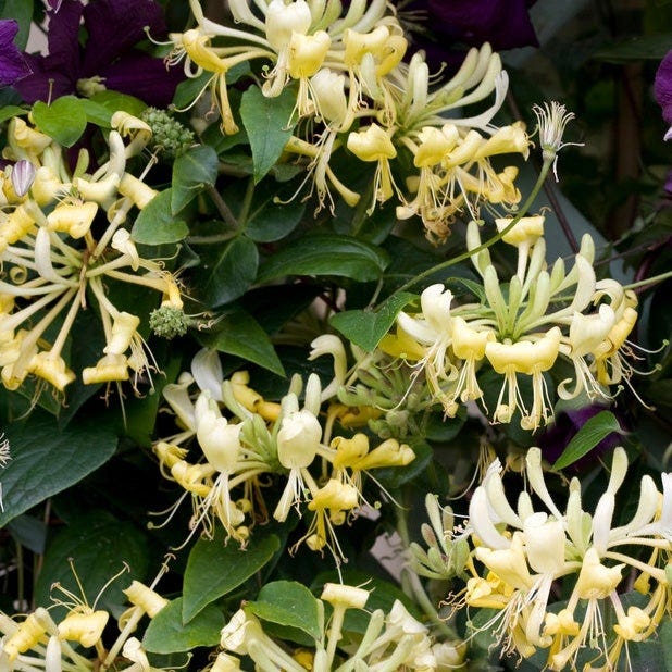 Fragrant Cottage Garden Plant Collection - Image 8