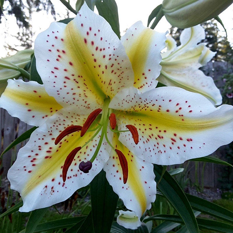 Fragrant Cottage Garden Plant Collection - Image 9