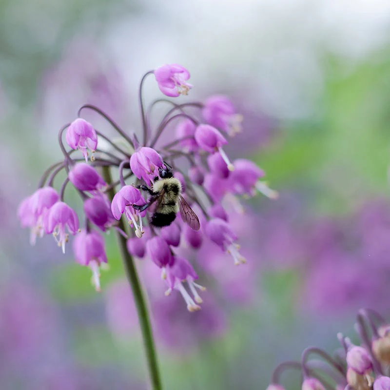 Fragrant Low Grow Plant Collection - Image 3