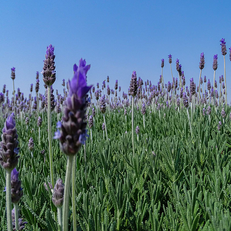French Lavender - Image 2