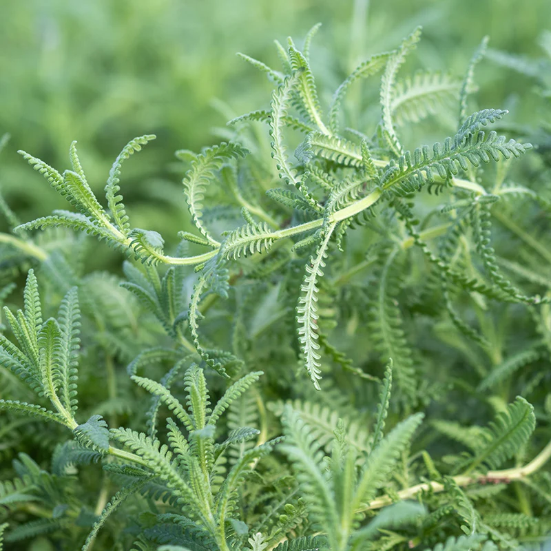 French Lavender - Image 4