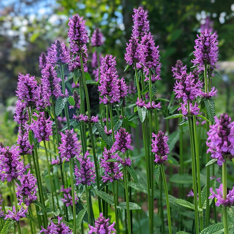 Fuchsia Cottage Garden Plant Collection - Image 4