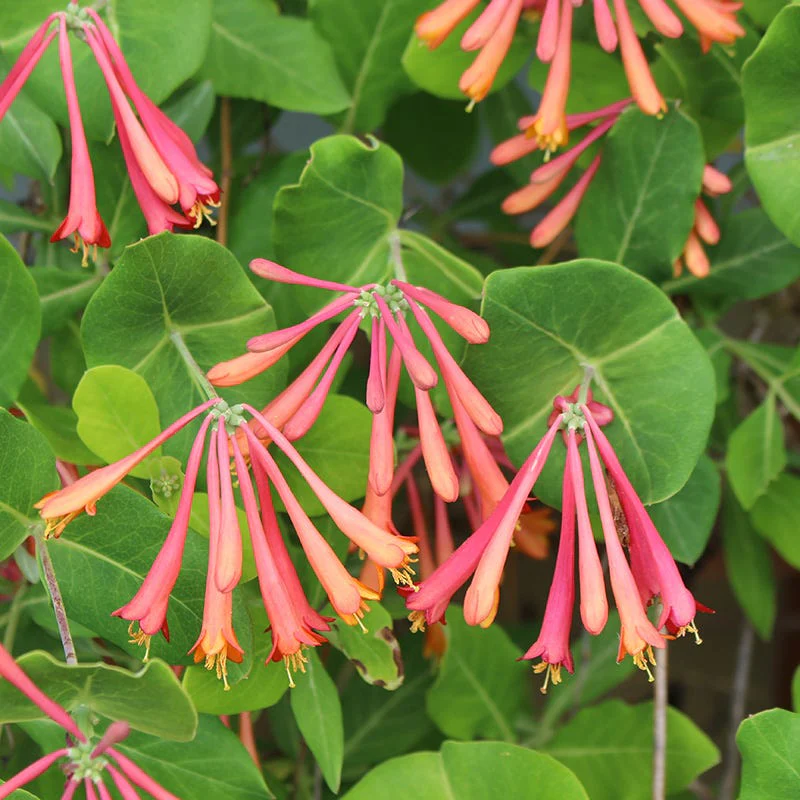 Fuchsia Cottage Garden Plant Collection - Image 5