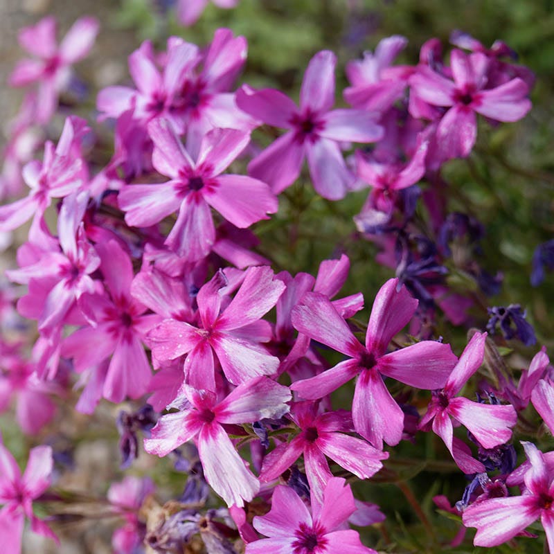 Fuchsia Cottage Garden Plant Collection - Image 6
