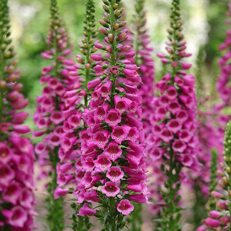 Fuchsia Cottage Garden Plant Collection - Image 9
