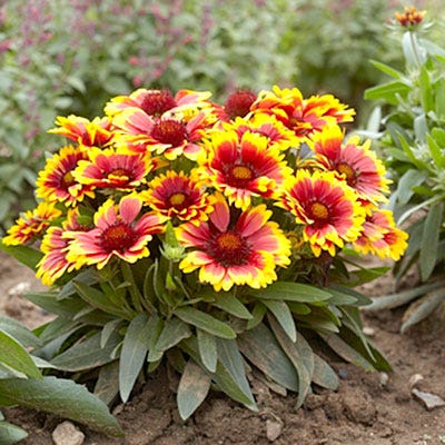 Arizona Sun Gaillardia - Image 2