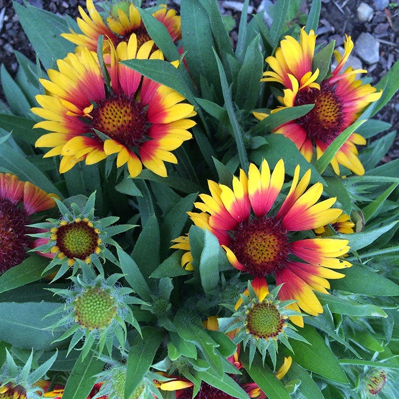 Goblin Gaillardia - Image 5