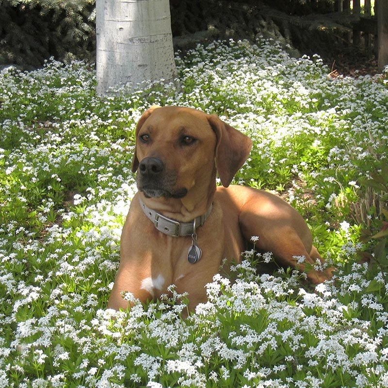 Sweet Woodruff - Image 2