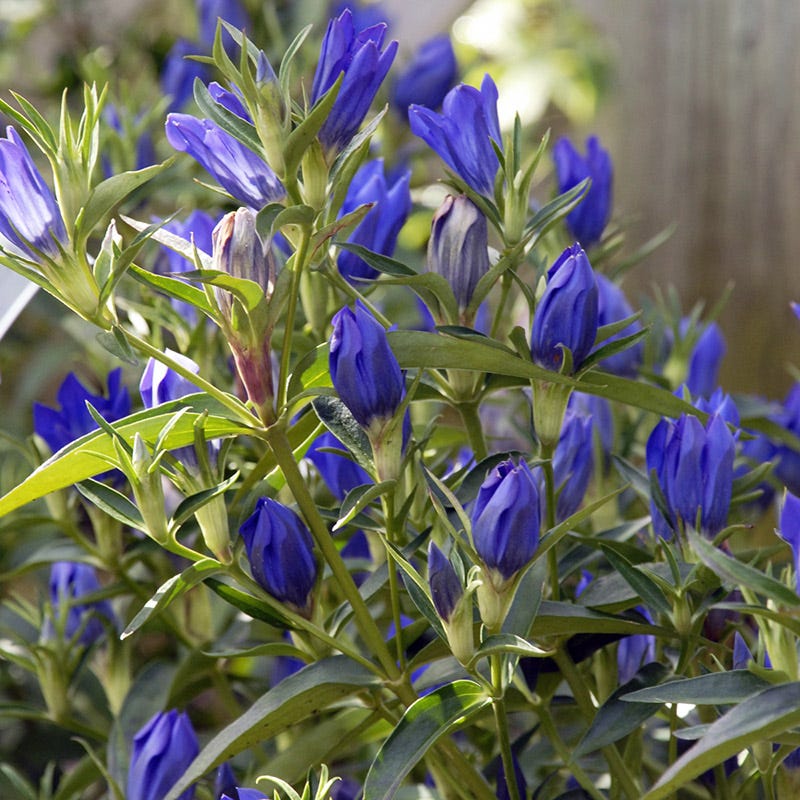 True Blue Gentian - Image 2