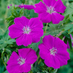 New Hampshire Purple Geranium - Image 4