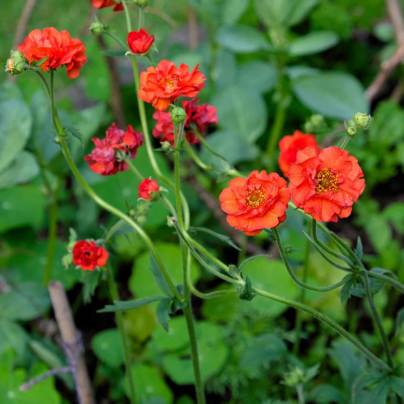 Mrs J. Bradshaw Geum - Image 2