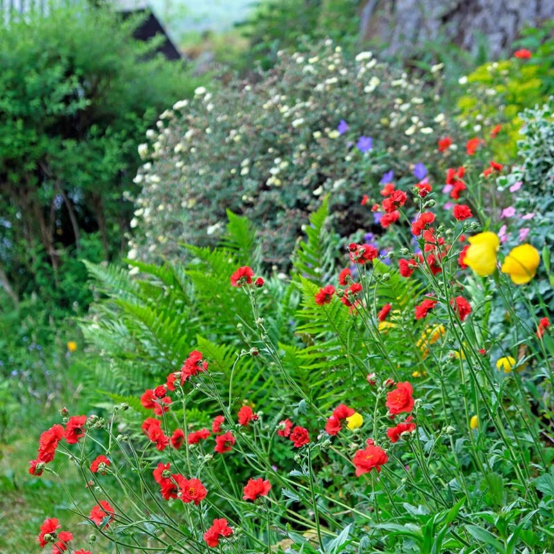 Mrs J. Bradshaw Geum - Image 3