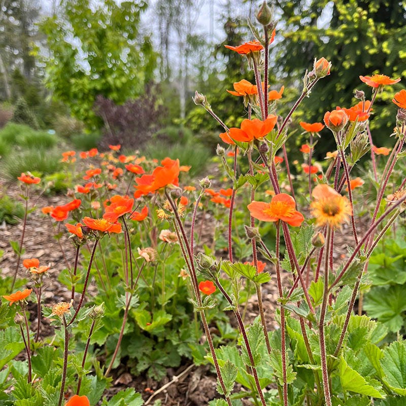 Totally Tangerine Geum - Image 3