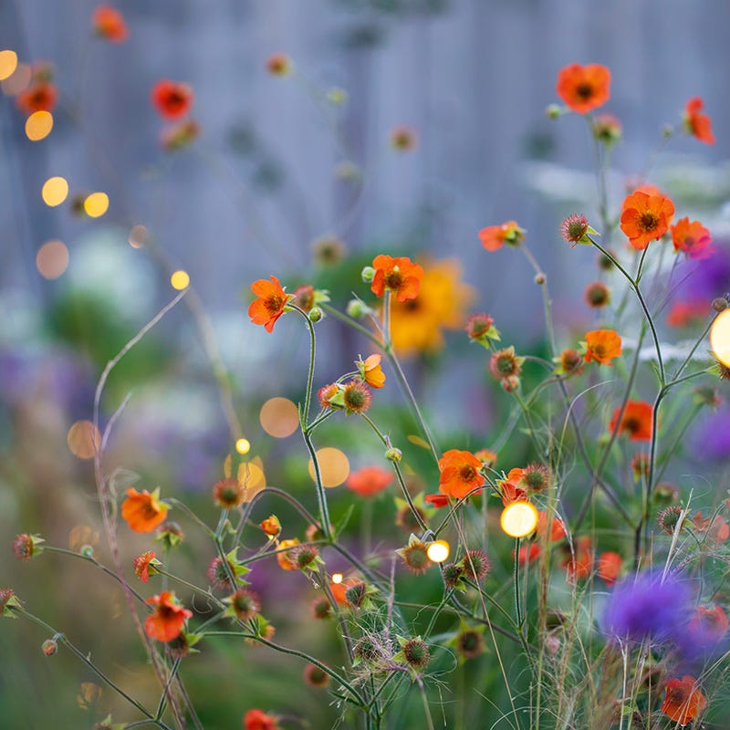 Totally Tangerine Geum - Image 4