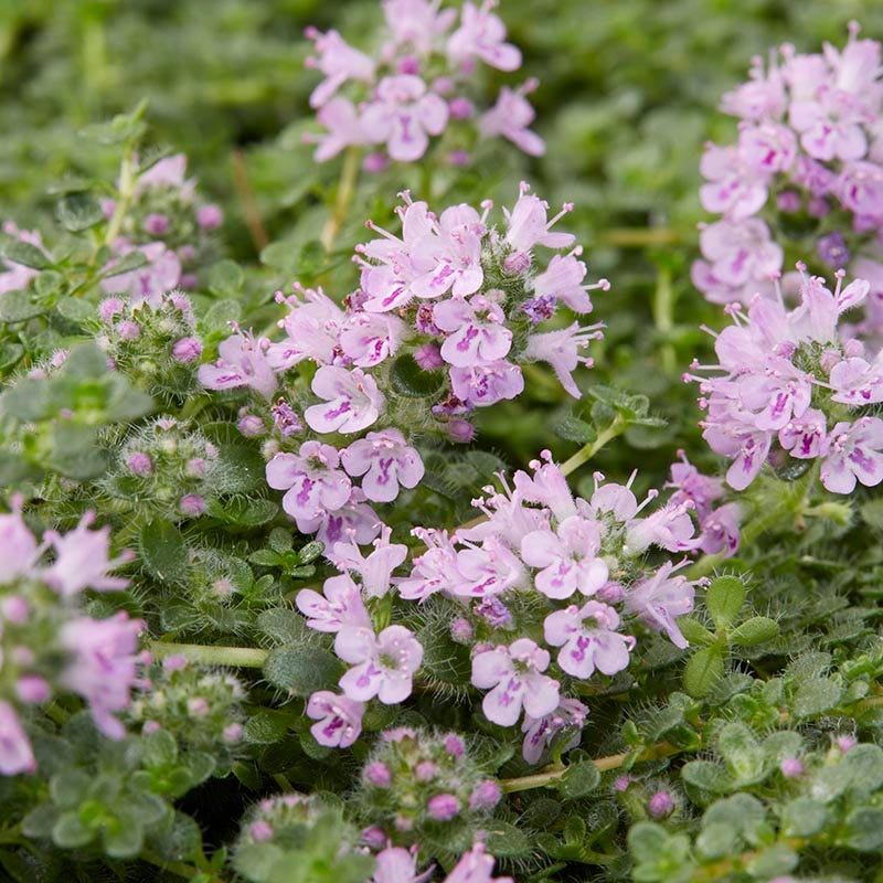 Good Feelings Tapestry Lawn Plant Collection - Image 3