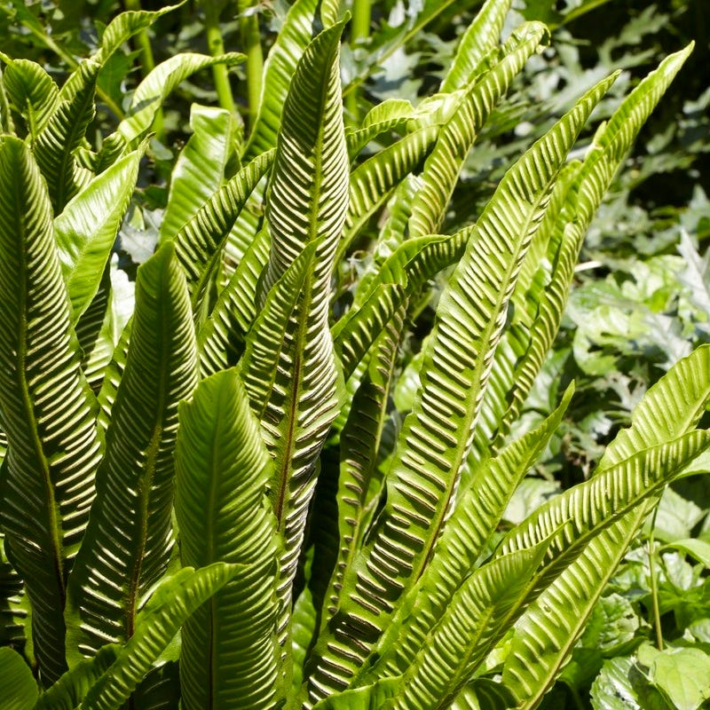 Hart's Tongue Fern - Image 2