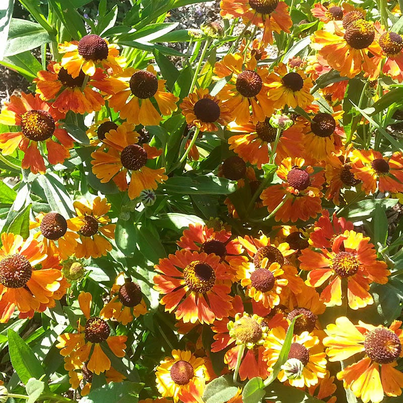 Mardi Gras Helenium - Image 3
