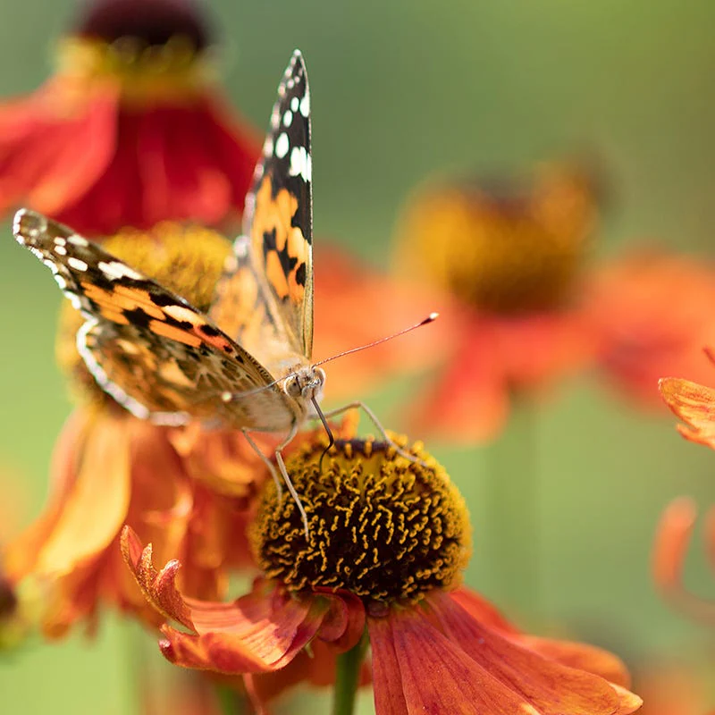 Mariachi™ Salsa Helenium - Image 2