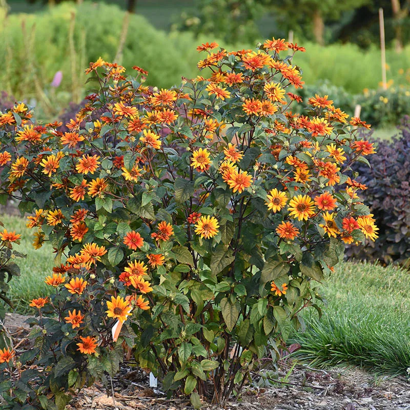 Bleeding Hearts Heliopsis - Image 3