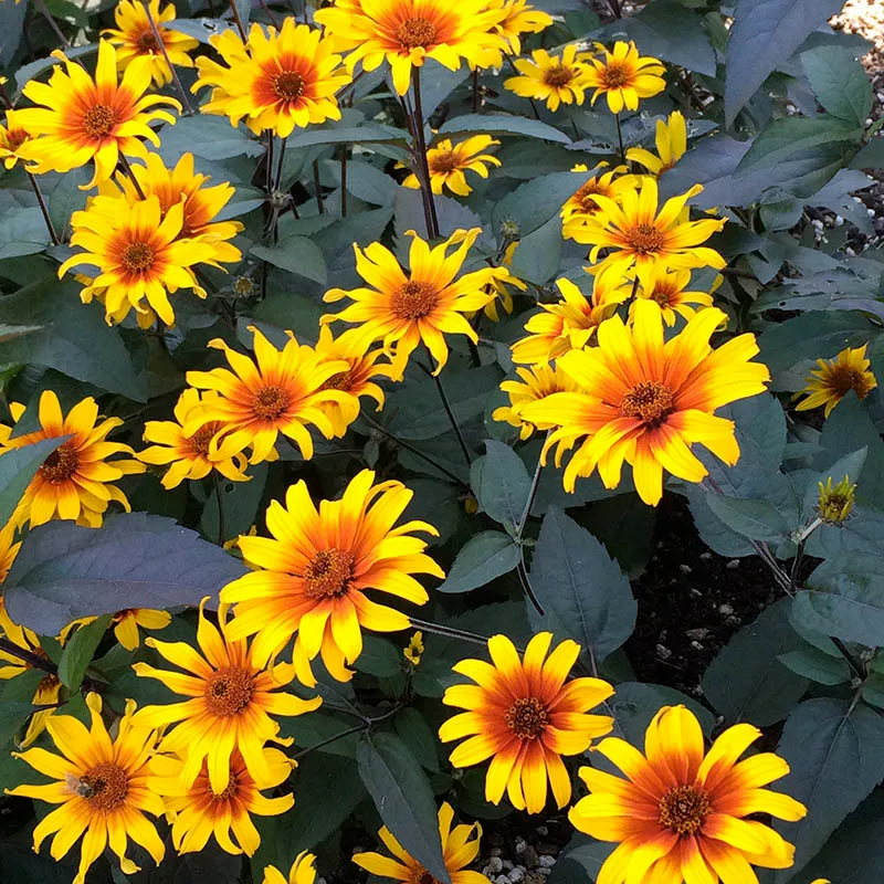 Burning Hearts Heliopsis - Image 2