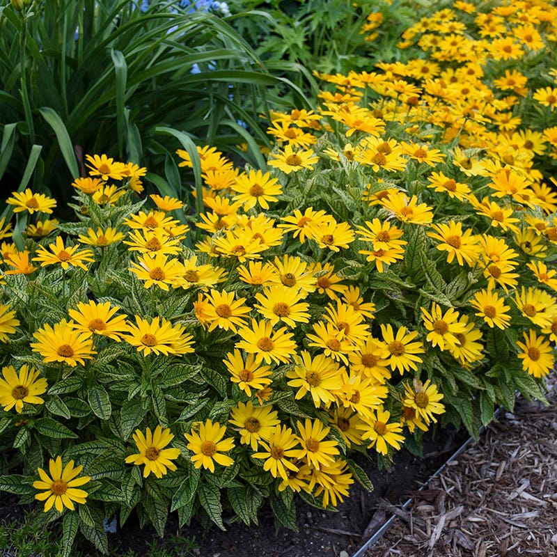 Sunstruck Heliopsis - Image 2