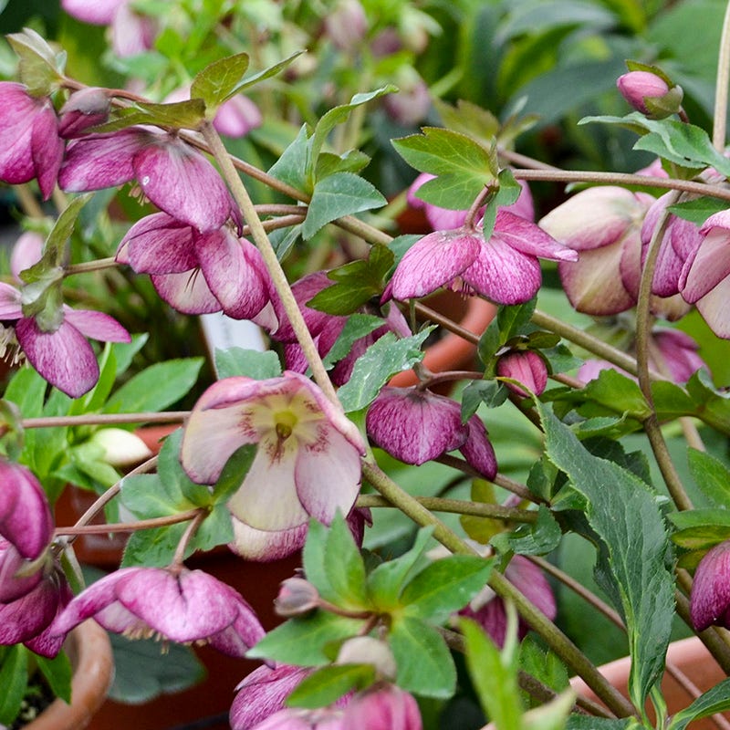 Honeymoon™ French Kiss Helleborus - Image 2