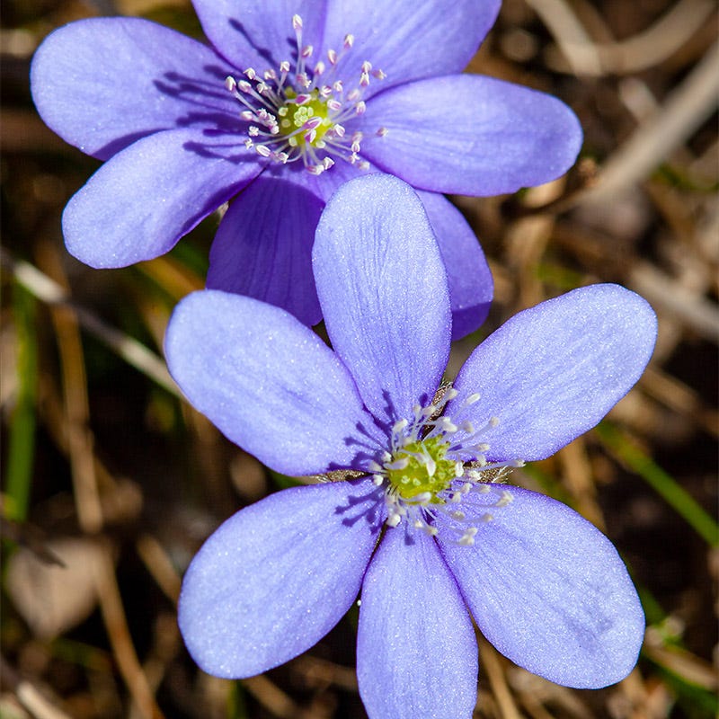 Hepatica - Image 5
