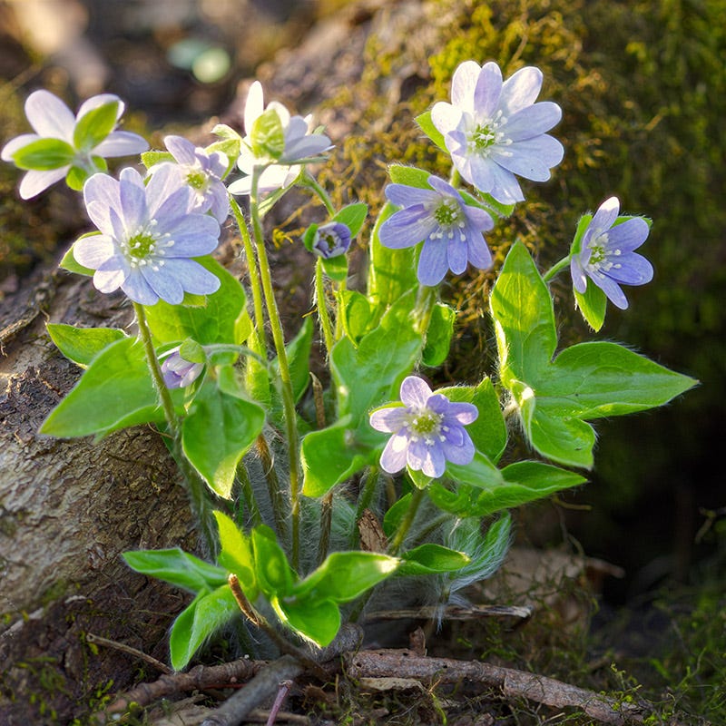 Hepatica - Image 6