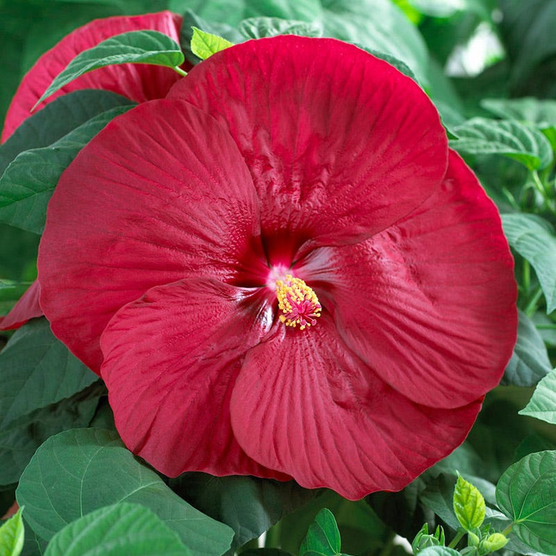 Luna™ Red Hibiscus - Image 3