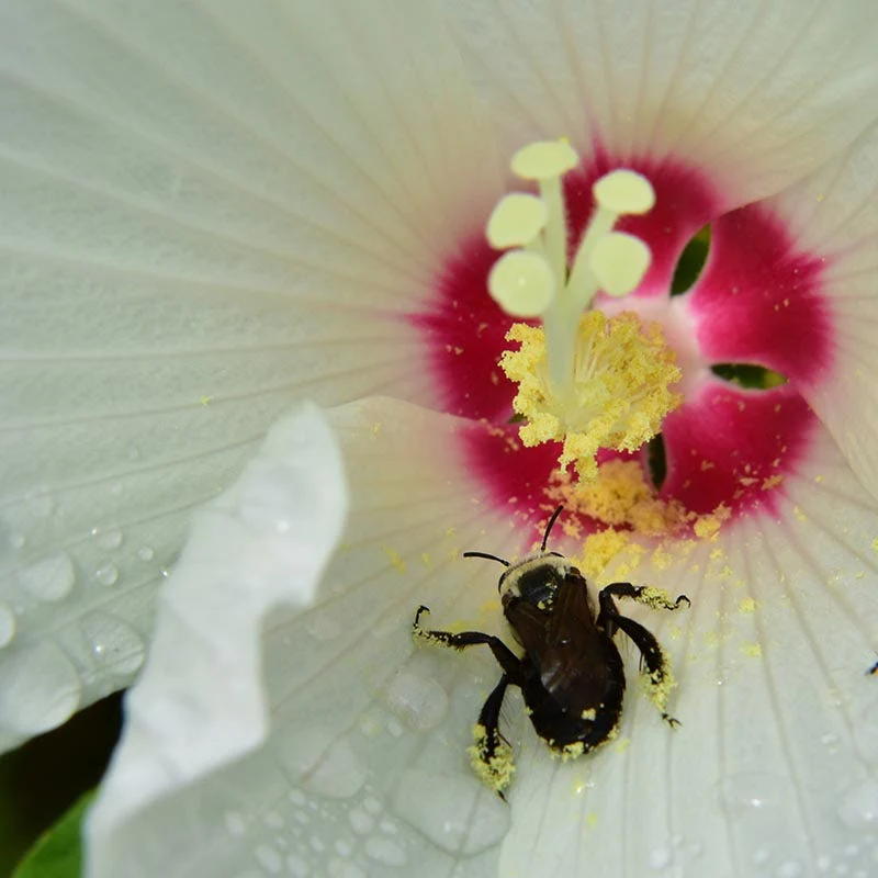 Luna™ White Hibiscus - Image 2