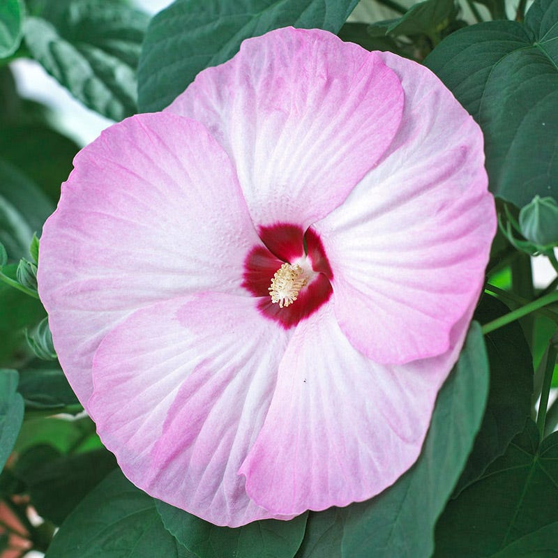 Luna Pink Swirl Hibiscus - Image 2
