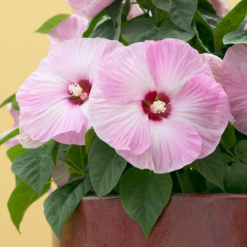 Luna Pink Swirl Hibiscus - Image 4