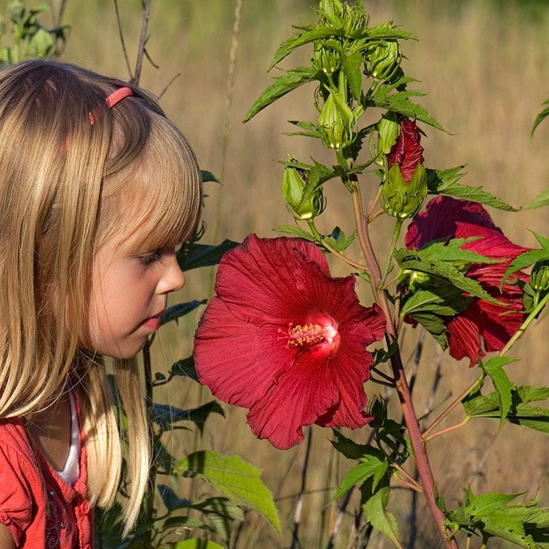 Robert Fleming Hibiscus - Image 2
