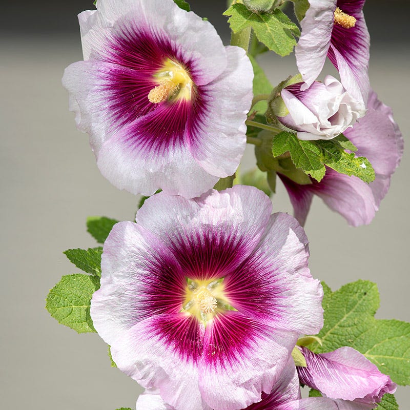 Creme De Cassis Hollyhock - Image 3
