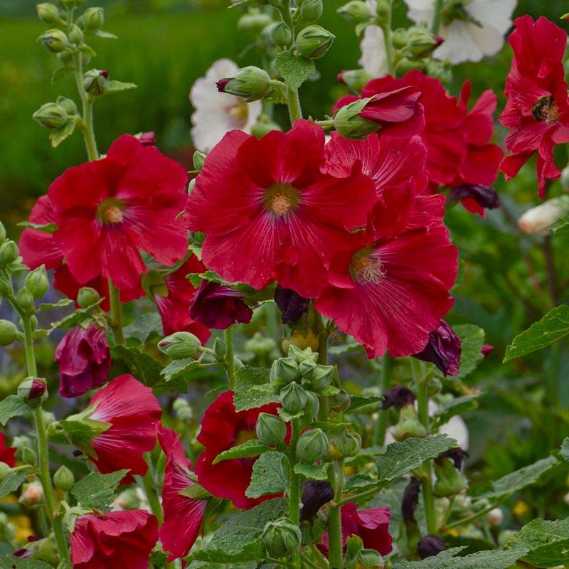 Mars Magic Single Hollyhock - Image 2