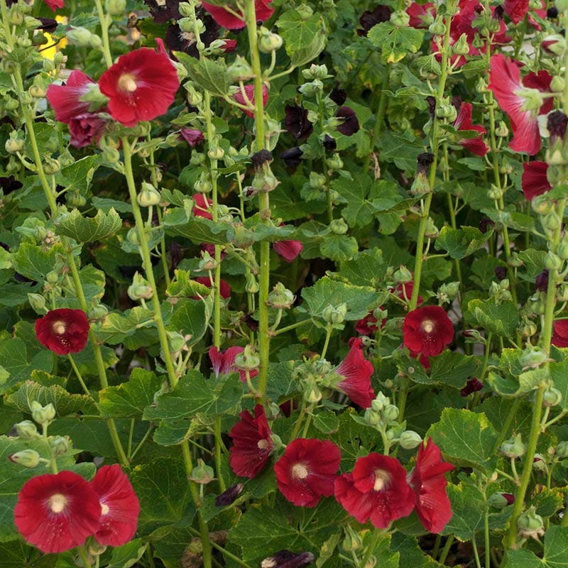 Mars Magic Single Hollyhock - Image 3