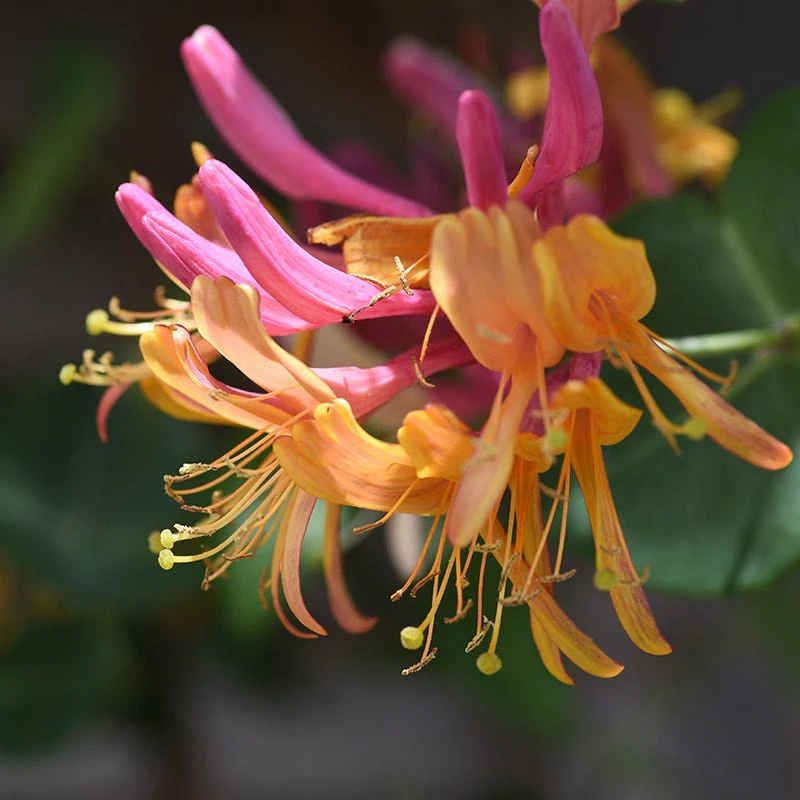 Gold Flame Honeysuckle Vine - Image 2