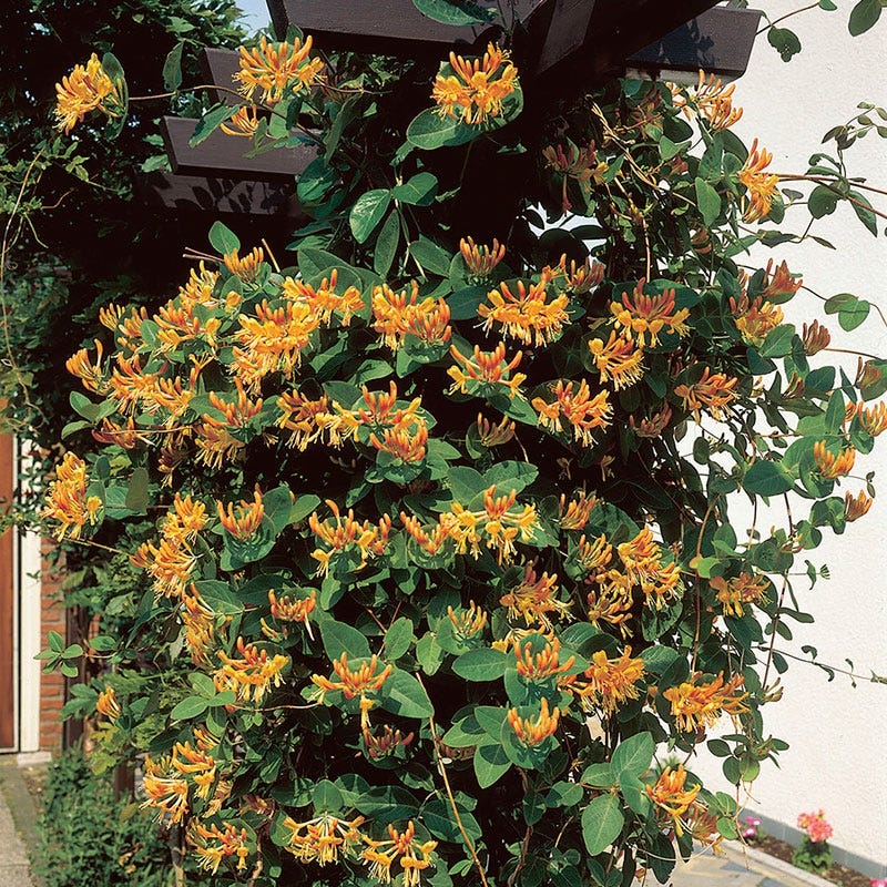 Mandarin Honeysuckle Vine - Image 2