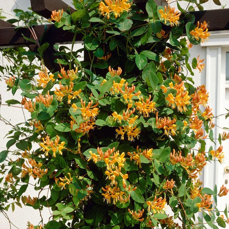 Mandarin Honeysuckle Vine - Image 4