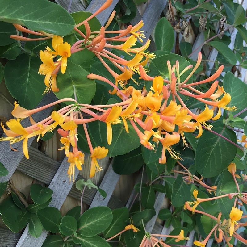 Mandarin Honeysuckle Vine - Image 5