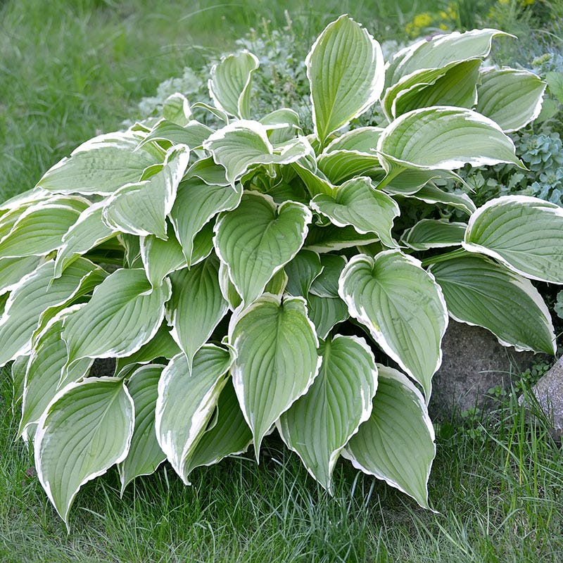 Lush Hosta Collection - Image 3