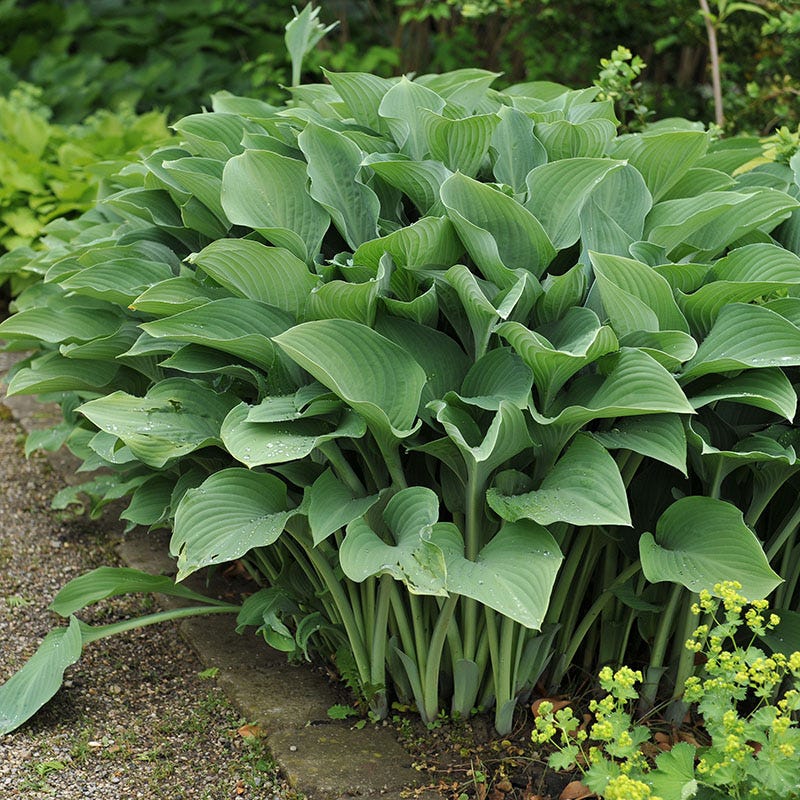 Lush Hosta Collection - Image 4
