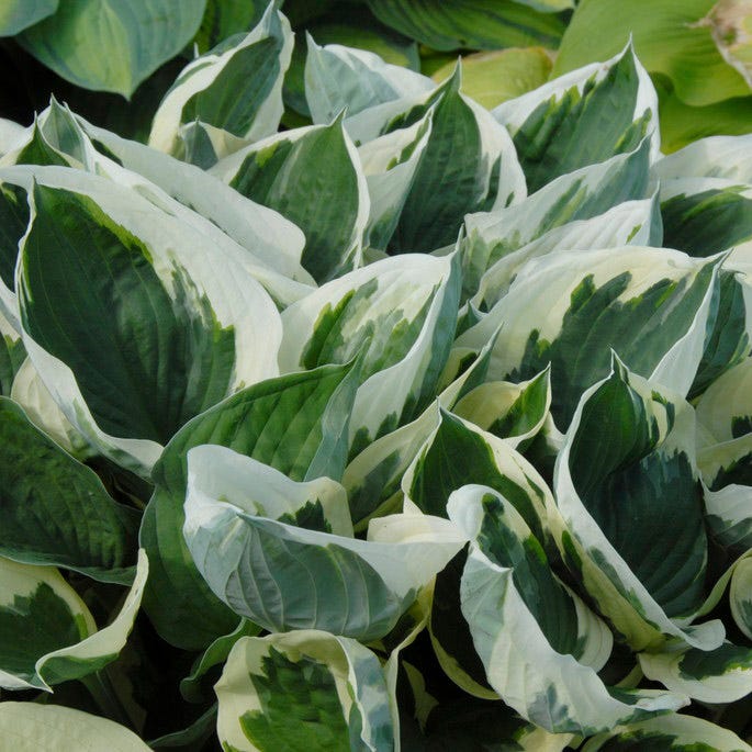 Patriot Hosta - Image 2
