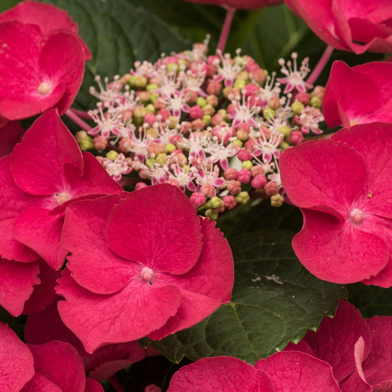 Cherry Explosion Hydrangea - Image 2