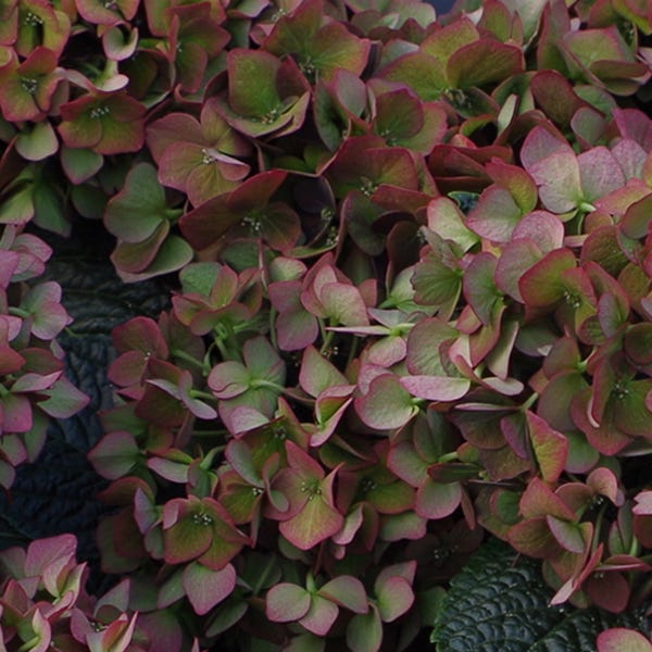 Deep Purple™ Hydrangea - Image 4