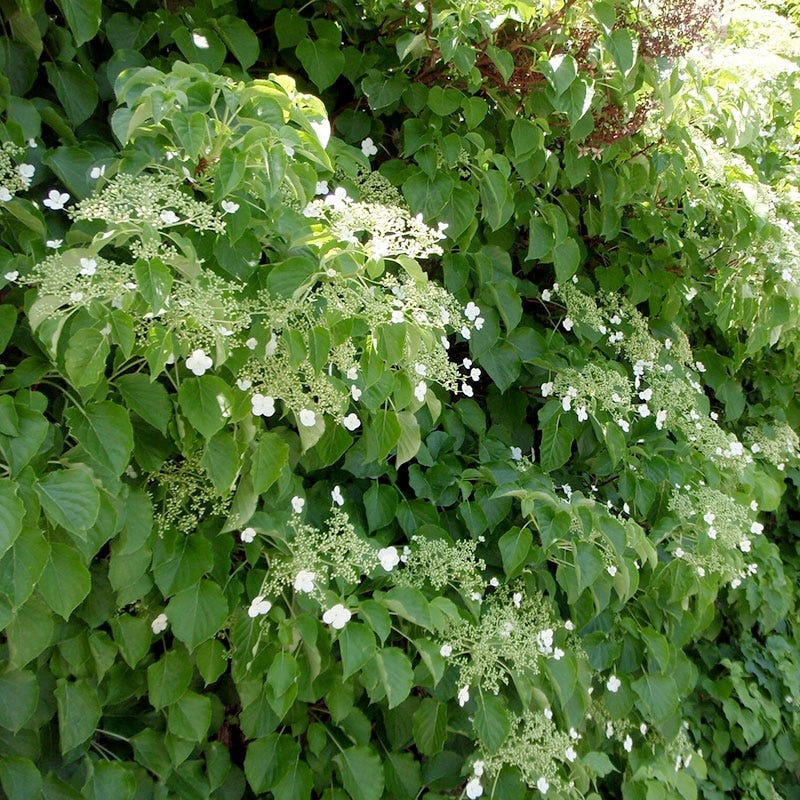 Climbing Hydrangea Vine - Image 3